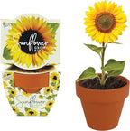 BUZZY Seeds All-in-One Sunflower Mini Terracotta Pot Grow Kits 12-Pack, Indoor Mini Garden Seed Starter, Grow Your Own Vibrant Flowers, DIY Plant Project, Gardening Gift, Party Favors