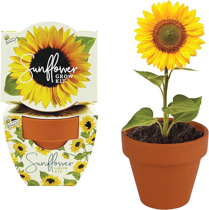 BUZZY Seeds All-in-One Sunflower Mini Terracotta Pot Grow Kits 12-Pack, Indoor Mini Garden Seed Starter, Grow Your Own Vibrant Flowers, DIY Plant Project, Gardening Gift, Party Favors