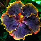 50+ Rare Hibiscus Seeds for Planting - Black Pink Purple Hibiscus Seeds Non-GMO Perennial Hardy Giant Flowers
