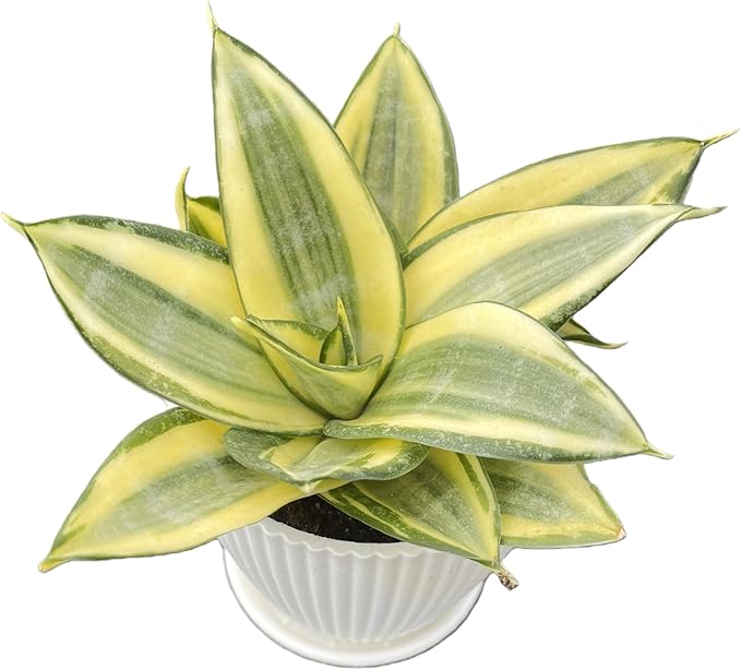 Sprout N Green Sansevieria 'Golden Hahnii' with White Stripe Pot, Live Snake Plant Fully Rooted in 4" Planter with Soil, Home Office Indoor Outdoor Wedding Decoration DIY Projects Party Favor