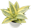 Sprout N Green Sansevieria 'Golden Hahnii' with White Stripe Pot, Live Snake Plant Fully Rooted in 4" Planter with Soil, Home Office Indoor Outdoor Wedding Decoration DIY Projects Party Favor