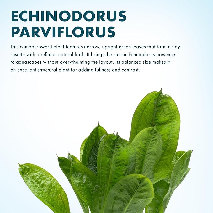 SubstrateSource Echinodorus Parviflorus Rosette Sword Live Plant for Freshwater Aquariums, Natural Fish Tank Decorations, and Aquatic Decor (3 Pots (6-9 Plants))