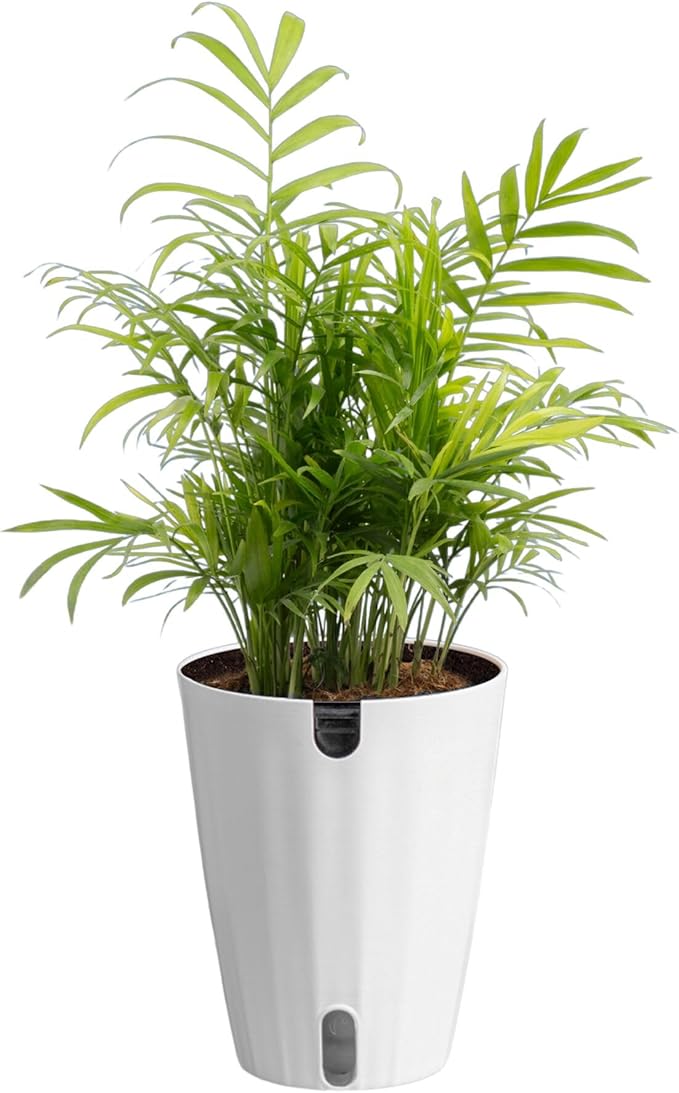 Costa Farms Parlor Palm Live Plant in Plastic Pot, Air Purifying Indoor Houseplant, Perfect for Home, Room, or Office Decor, Great House Warming or Birthday Gift, 14-18 Inches Tall