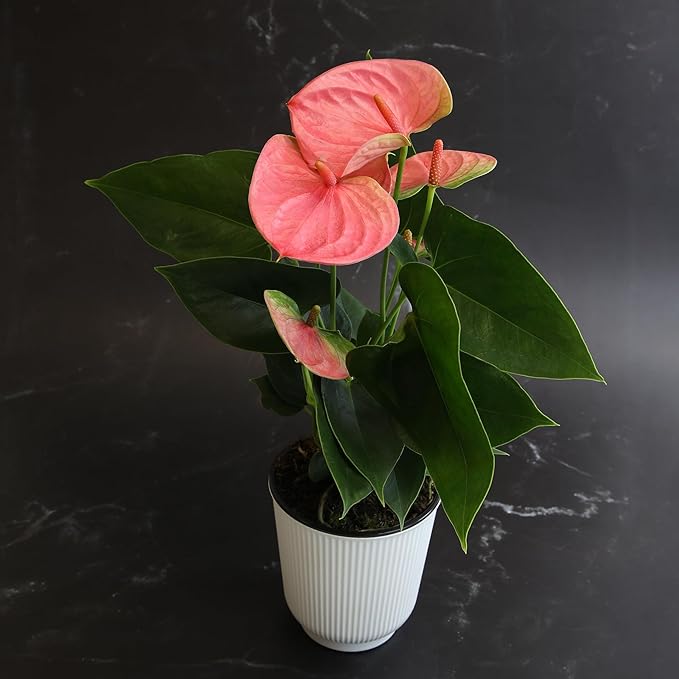 Pink Anthurium Live Plant Decor (Approx. 13-16" Tall), Real Flowers/House Plants in 4" White Plant Pot, Floral Office Plants, Air Purifying Plants & Cool Gifts for Plant Lovers by Plants for Pets
