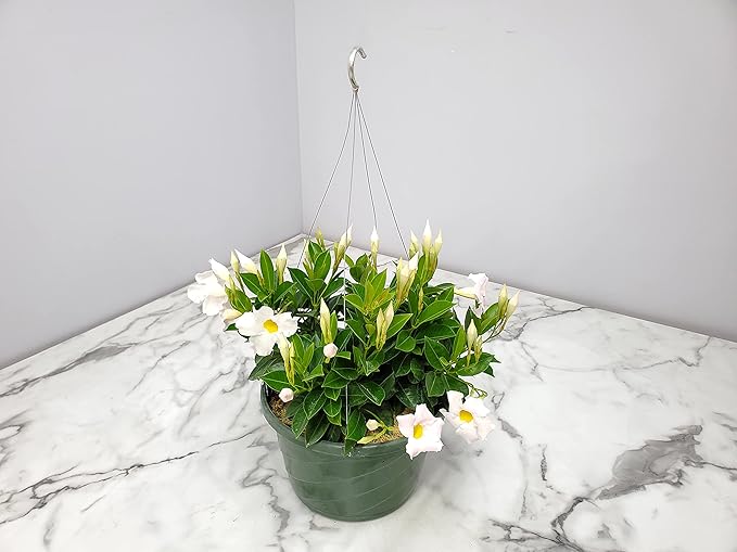 Tropical Plants of Florida White Dipladenia Hanging Basket 12 Inch Live Flowering Plant, 14 Inch Wide by 18 Inch Tall, Elegant White Patio Porch Balcony Blooms