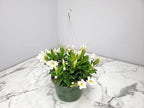 Tropical Plants of Florida White Dipladenia Hanging Basket 12 Inch Live Flowering Plant, 14 Inch Wide by 18 Inch Tall, Elegant White Patio Porch Balcony Blooms