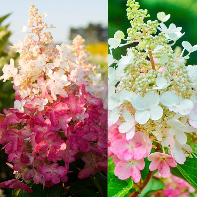 Hydrangea Live Plant, 6-12 Inch Tall, Hardy Flowering Shrub in 2.5" Pot, Outdoor Garden Hydrangea Bush (Pink Hydrangea)