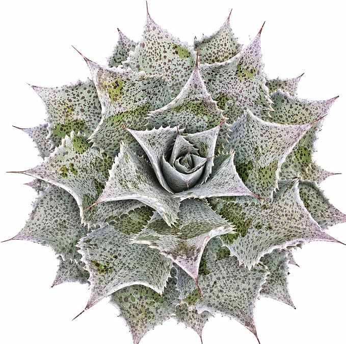 Mangave 'Sponge Paint', 1.5" Plug - Live Succulent Plant, Agave Like Rosette, Low Maintenance Indoor Outdoor Plant for Home Garden Decor, Beginner-Friendly Live Plants