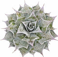 Mangave 'Sponge Paint', 1.5" Plug - Live Succulent Plant, Agave Like Rosette, Low Maintenance Indoor Outdoor Plant for Home Garden Decor, Beginner-Friendly Live Plants