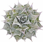 Mangave 'Sponge Paint', 1.5" Plug - Live Succulent Plant, Agave Like Rosette, Low Maintenance Indoor Outdoor Plant for Home Garden Decor, Beginner-Friendly Live Plants