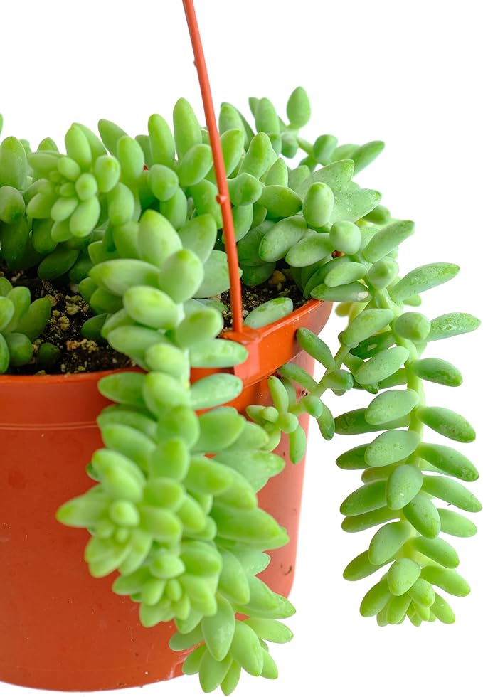 Shop Succulents Burrito Sedum Hanging Succulent, Fully Rooted Live 6" Succulent Plant, Low Maintenance Indoor Plant, Hardy Succulents, Trailing Succulents, Gift & Garden