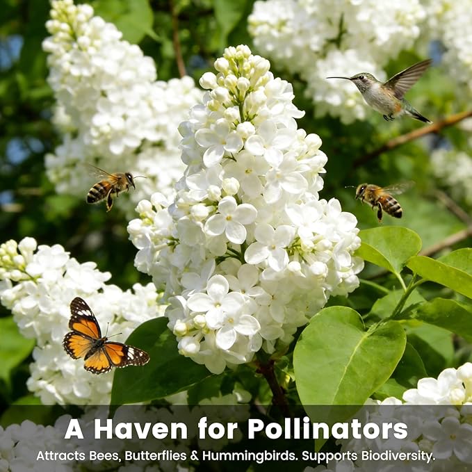 White Japanese Lilac Tree Seeds - 100 Non-GMO Heirloom Seeds for Planting, Fragrant Flowering Tree for Pollinator Gardens, Landscaping & Privacy Screens, USDA Zones 3-7