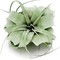ragnaroc Air Plants - Tillandsia Xerographica, Regular 3-5” - 1ct - Live Arrival Gauranteed - House Plants for Home Decor & Gift