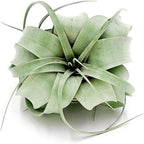 ragnaroc Air Plants - Tillandsia Xerographica, Regular 3-5” - 1ct - Live Arrival Gauranteed - House Plants for Home Decor & Gift