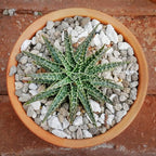 TOYPOPOR Horticultural Bonsai Pumice Succulent Cactus Plants Garden Turface Pumice Gravel Rock Tree Soil Additive Faster Draining Blend, Optimal Drainage, Improves Soil Aeration and Promotes Root 6lbs