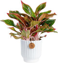 Costa Farms Chinese Evergreen, Easy to Grow Live Indoor Plant Aglaonema, Potted Houseplant in Cute Decor Pot, Everyday Gift for Mom, Wife, Daughter, Son Room Decor, 1 Foot Tall