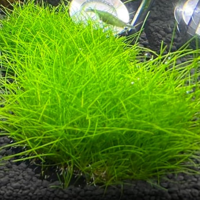 2 Dwarf Hairgrass Plants Live, Aquarium Pond Plants, Freshwater Aquarium Plant, 4 to 6 Inches Tall, Easy to Plant