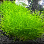 Dwarf Hairgrass Plant Live, Aquarium Pond Plant, Freshwater Aquarium Plant, 4 to 6 Inches Tall