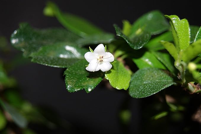 Fukien Tea, Flowers Constantly, 10 Years Old, S Trunk Style. Free Watering Tray.