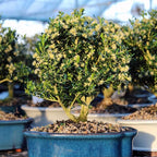Brussel's Live Harland Boxwood Outdoor Bonsai Tree - 8 Years Old; 10" to 14" Tall with Decorative Container