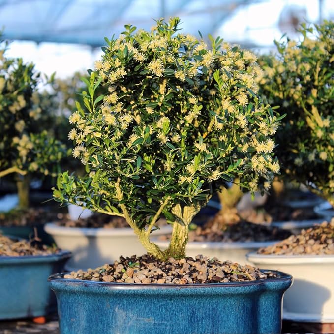 Brussel's Live Harland Boxwood Outdoor Bonsai Tree - 8 Years Old; 10" to 14" Tall with Decorative Container