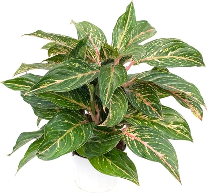 RedCrocus Chinese Evergreen Aglaonema- Indoor House Plant, Low Light, Air Purifying, Durable Foliage, Assorted Varieties for Home & Office Decor 6" Pot