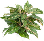 RedCrocus Chinese Evergreen Aglaonema- Indoor House Plant, Low Light, Air Purifying, Durable Foliage, Assorted Varieties for Home & Office Decor 6" Pot