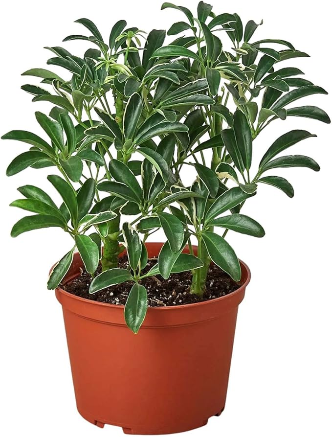Schefflera Moonlight Live Plant for Indoor | Different Houseplants in 4'' & 6'' Pot | Real House Plant for Living Room, Office, Desk & Bathroom | Dwarf Umbrella Tree