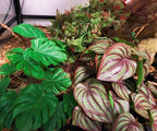 Reptile Plants for Terrarium Decor,Amphibian Habitat Decor,Artificial Plants for Gecko Chameleon Snake Tortoise Tank Accessories with Base (red Watermelon peperomia)