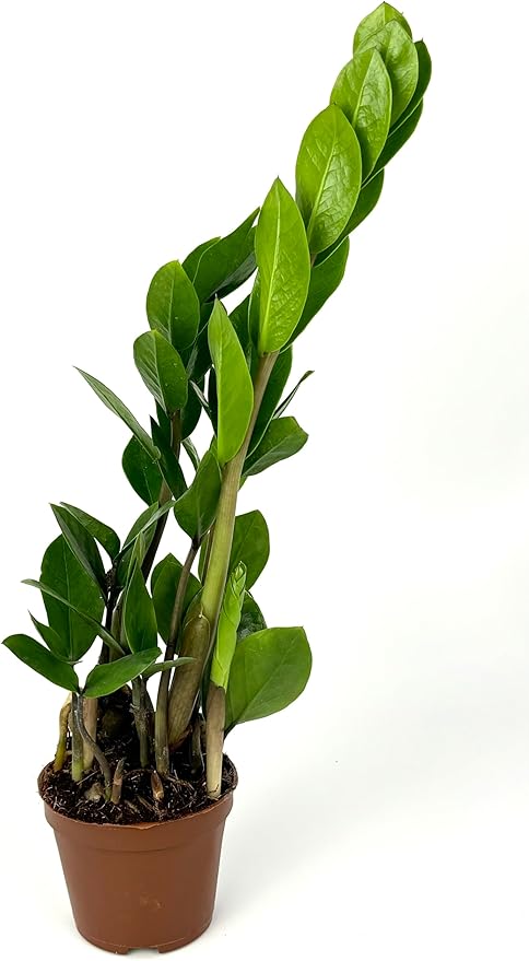 ZZ Plant Low Maintenance Houseplant Large 8"-12" Tall, 4" Pot