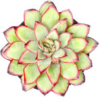 Sprout N Green Echeveria Mexican pulidonis, Live Succulent Rooted in 2" Pot, House Plant for Party Favors Home Indoor Outdoor Garden Wedding Decoration DIY Projects, Pets Friendly, Easy to Care
