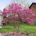 Brighter Blooms - Jane Magnolia Tree, 2-3 ft. - No Shipping to AK, AZ, HI, OR