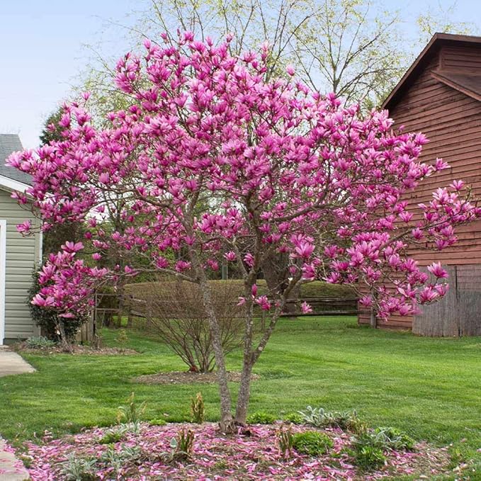 Brighter Blooms - Jane Magnolia Tree, 2-3 ft. - No Shipping to AK, AZ, HI, OR