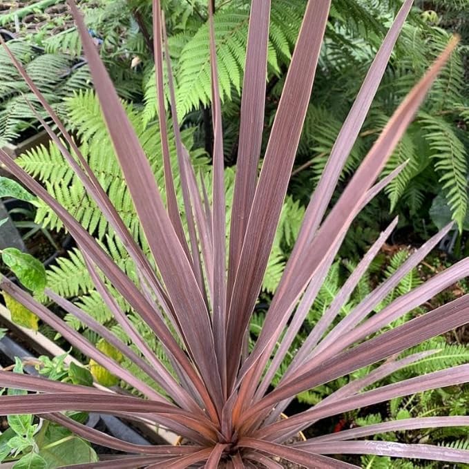 RedCrocus Red Grass Tree Cordyline Australis 'Red Star' | Vibrant Foliage, Evergreen Shrub | Drought Tolerant, Pet Safe, Container & Garden Accent 1 Quart (Pack of 5)