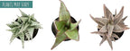 Live Aloe Plant Succulents (3 Pack), Succulents Plants Live in Potting Soil, Potted Succulents Live Plants, Star Aloe Plants Live in Cacti Pots, Cactus Plants Live Succulent Plants by Plants for Pets