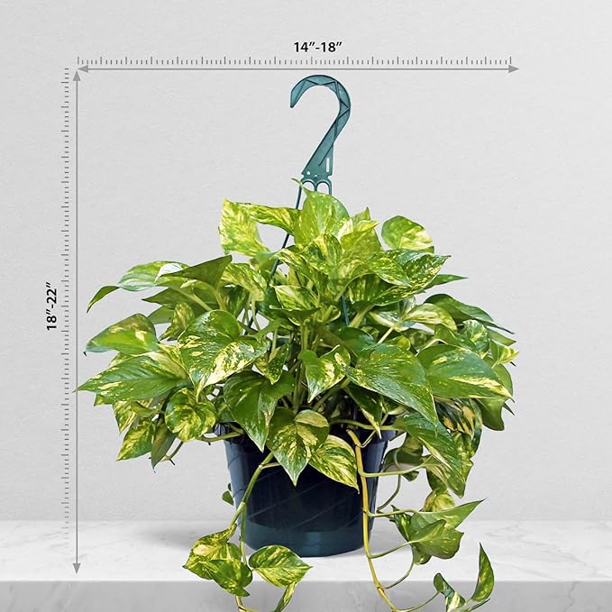 Live Golden Pothos, Devil’s Ivy Plant, Indoor Potted Plant, Mom Birthday Gift Plant, Hanging Plant, Housewarming Gift, Gardener Gift, Houseplant in 8" Hanging Basket