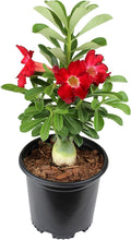 Red Desert Rose Plant Live Succulent, 1 Gal Grower Pot, Adenium Desert Rose Plant Live Indoor Houseplants & Outdoor Succulents, Easy Care Flowering Plants by Plants for Pets