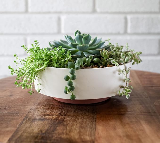 The HC Companies 6 Inch Round Plastic Succulent Capri Bowl 6"x6"x2.25" in Vanilla Bisque with Copper Bottom Color