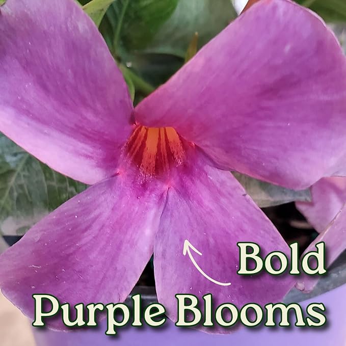 Bluephoria Dipladenia Bush Live Plant, Blue Purple Tropical Flowering Patio Plant, 1 Gallon Pot, 14 Inch Tall Plant, Compact Bush Dipladenia for Outdoor Containers, Garden Beds, Zones 9–11