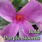 Bluephoria Dipladenia Bush Live Plant, Blue Purple Tropical Flowering Patio Plant, 1 Gallon Pot, 14 Inch Tall Plant, Compact Bush Dipladenia for Outdoor Containers, Garden Beds, Zones 9–11