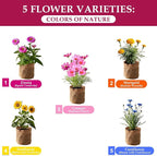 5 Indoor Flowers Growing Kit for Beginners, Complete Planting Starter Set with Zinnia, Cosmos, Sunflower, Marigold, Cornflower Seeds, Unique Gardening Gifts for Women & Men