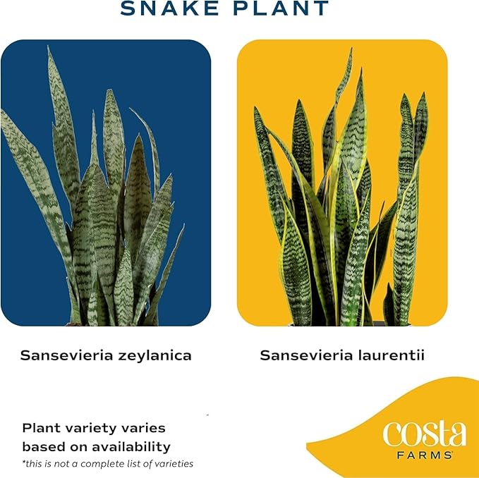 Costa Farms Snake Plant, Small Live Plant in Decorative Pot, Easy to Maintain, Air Purifying Succulent Indoor Houseplant, Assorted Variety, Home, Room, or Office Décor, 8-12 Inches Tall
