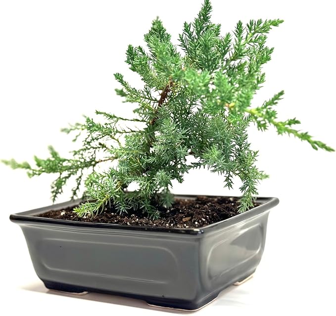 6" Juniper Bonsai Tree Live Indoor Outdoor Houseplant Real Ceramic Pot