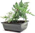 6" Juniper Bonsai Tree Live Indoor Outdoor Houseplant Real Ceramic Pot