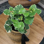 Dinner Plate Variegated Aralia Balfouriana in 6" Grower Pot, Rare Live Houseplant, Easy Care Plant for Home or Office by Plants for Pets