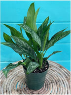 RedCrocus Chinese Evergreen Aglaonema- Indoor House Plant, Low Light, Air Purifying, Durable Foliage, Assorted Varieties for Home & Office Decor 6" Pot