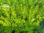 1. Bacopa Monnieri Easy Freshwater Live Aquarium Plant with Roots (7+ Stems)