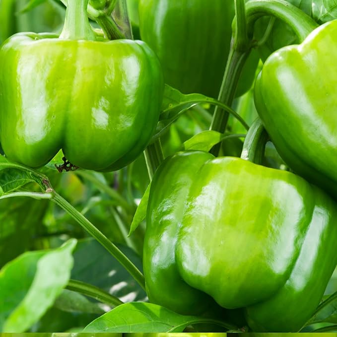 Emerald Giant Sweet Bell Pepper Seeds - 1 OZ (~3,360 Seeds) - Non-GMO, Heirloom, Open-Pollinated Vegetable Seeds for Gardening - Easy to Grow, Perfect for Farm and Home Gardening - Best Seed Supplier