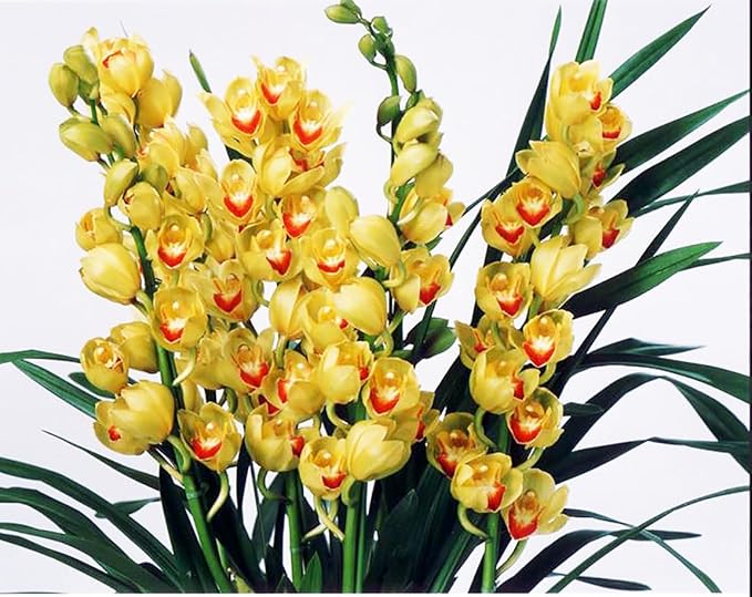 Cymbidium sp. 大花蕙兰 "黄金岁月(Golden Years)",Bloom Size,4+ pseudobulbs,2 yr Old
