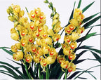Cymbidium sp. 大花蕙兰 "黄金岁月(Golden Years)",Bloom Size,4+ pseudobulbs,2 yr Old